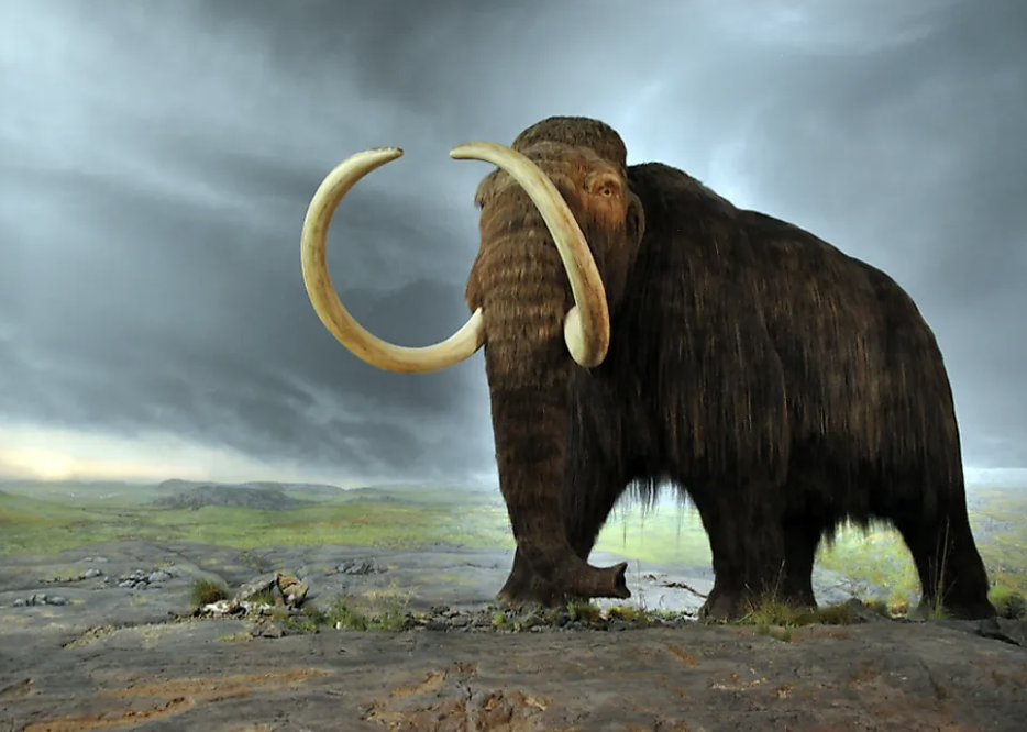 did woolly mammoths eat